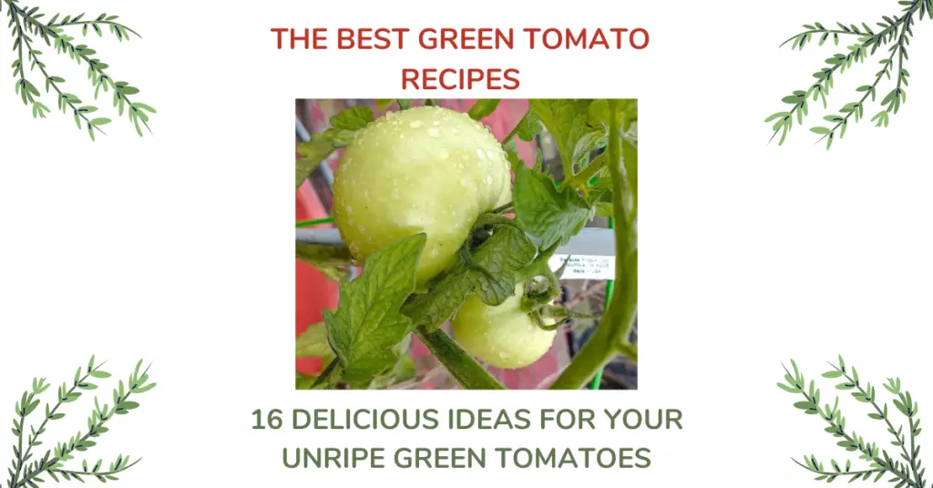 16 Best Green Tomato Recipes For Unripe Green Tomatoes 6 Green Tomato Recipes
